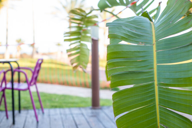 Hojas de palma en primer plano con sillas moradas al fondo en la terraza de una cafeterÃ­a.